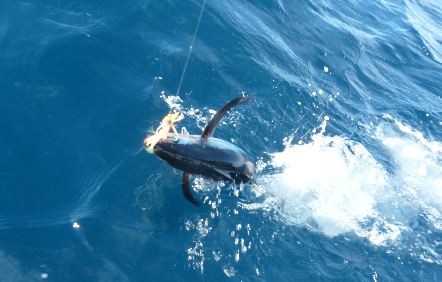 6 astuces pour pêcher le thon blanc germon à la traîne Astuce de Pêche